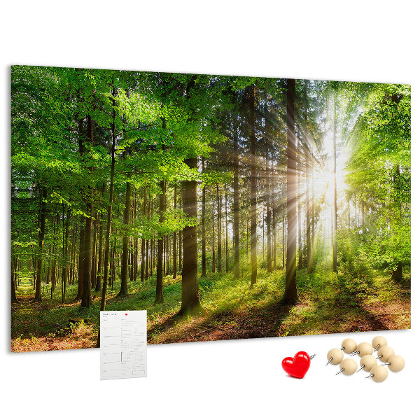 Tableau affichage liège Rayons de soleil dans la forêt verte