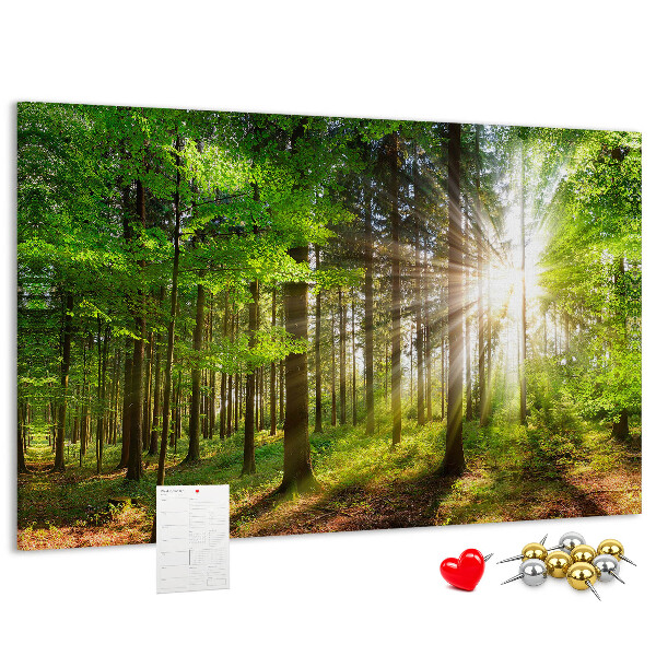 Tableau affichage liège Rayons de soleil dans la forêt verte