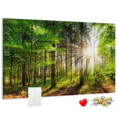 Tableau affichage liège Rayons de soleil dans la forêt verte