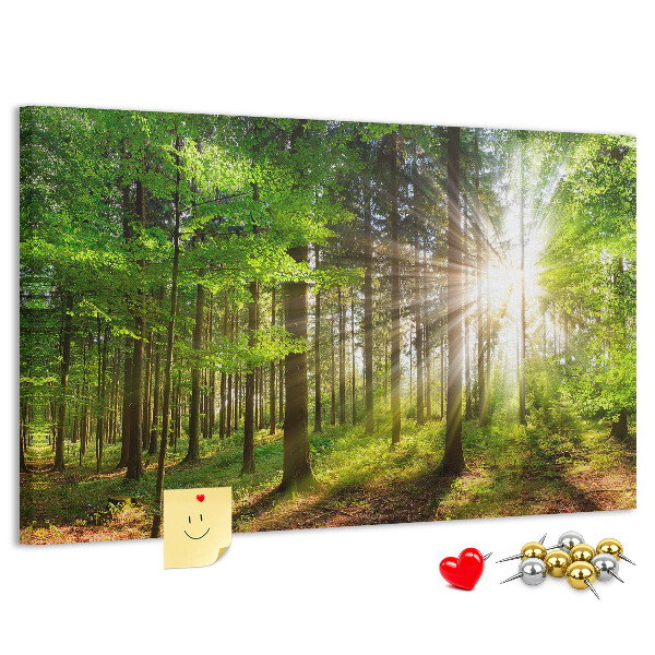 Tableau affichage liège Rayons de soleil dans la forêt verte