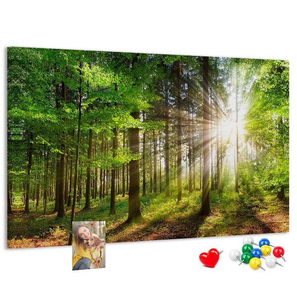 Tableau affichage liège Rayons de soleil dans la forêt verte