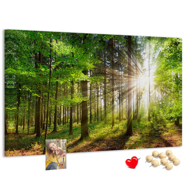 Tableau affichage liège Rayons de soleil dans la forêt verte