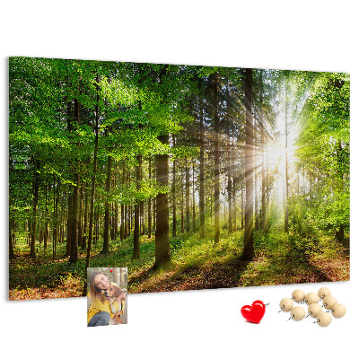 Tableau affichage liège Rayons de soleil dans la forêt verte