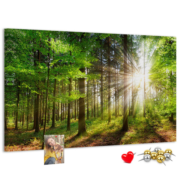 Tableau affichage liège Rayons de soleil dans la forêt verte