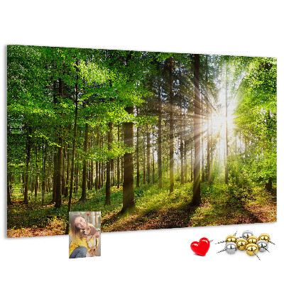 Tableau affichage liège Rayons de soleil dans la forêt verte