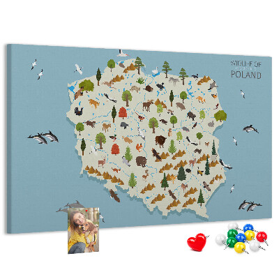Tableau affichage liège La faune polonaise sur une carte colorée