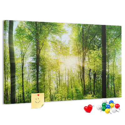 Tableau affichage liège Forêt verte baignée de soleil
