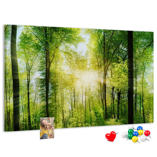 Tableau affichage liège Forêt verte baignée de soleil