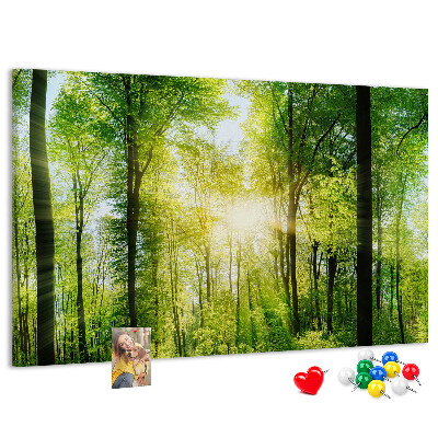 Tableau affichage liège Forêt verte baignée de soleil