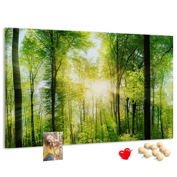 Tableau affichage liège Forêt verte baignée de soleil
