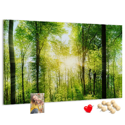 Tableau affichage liège Forêt verte baignée de soleil