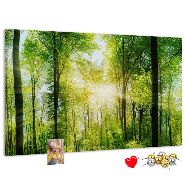 Tableau affichage liège Forêt verte baignée de soleil