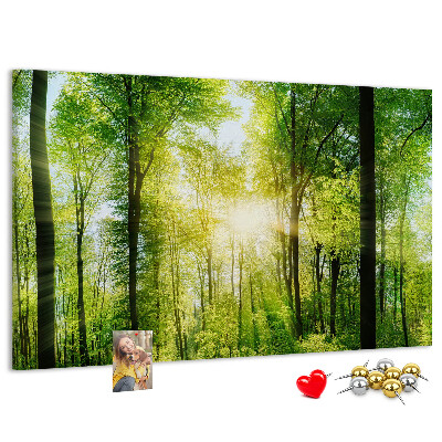 Tableau affichage liège Forêt verte baignée de soleil