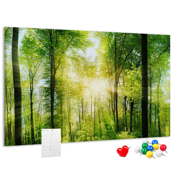 Tableau affichage liège Forêt verte baignée de soleil
