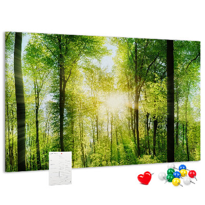 Tableau affichage liège Forêt verte baignée de soleil