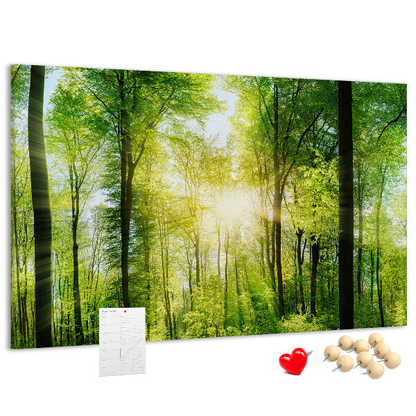 Tableau affichage liège Forêt verte baignée de soleil