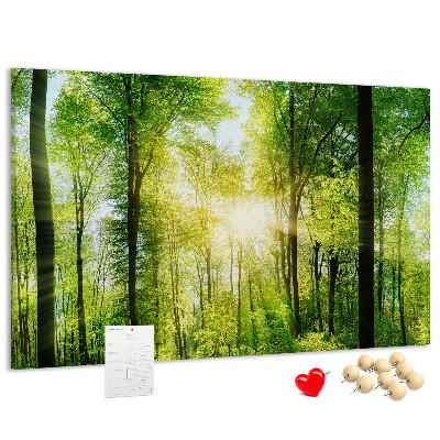 Tableau affichage liège Forêt verte baignée de soleil