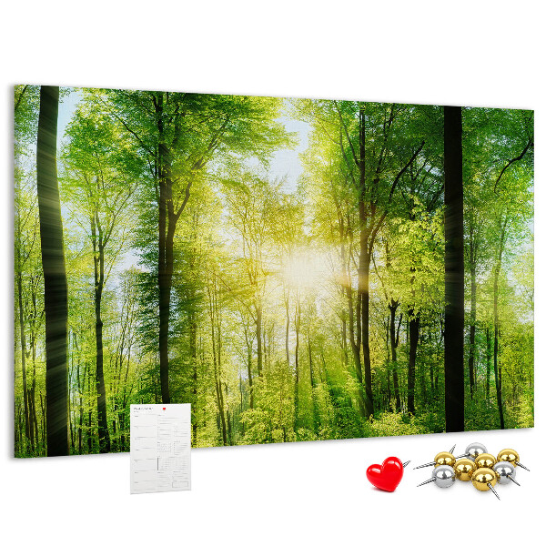 Tableau affichage liège Forêt verte baignée de soleil
