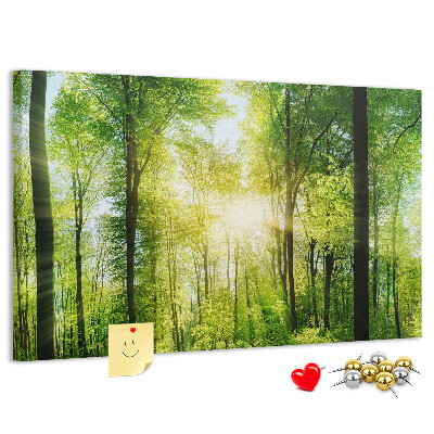 Tableau affichage liège Forêt verte baignée de soleil