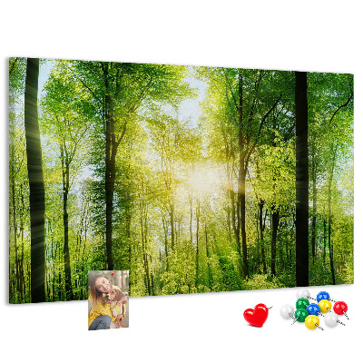 Tableau affichage liège Forêt verte baignée de soleil