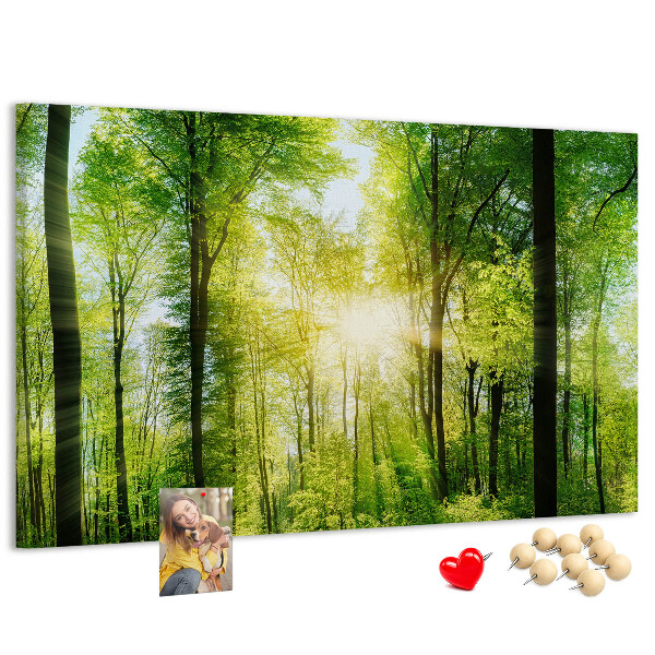 Tableau affichage liège Forêt verte baignée de soleil