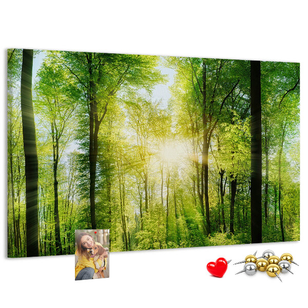 Tableau affichage liège Forêt verte baignée de soleil