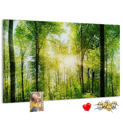Tableau affichage liège Forêt verte baignée de soleil