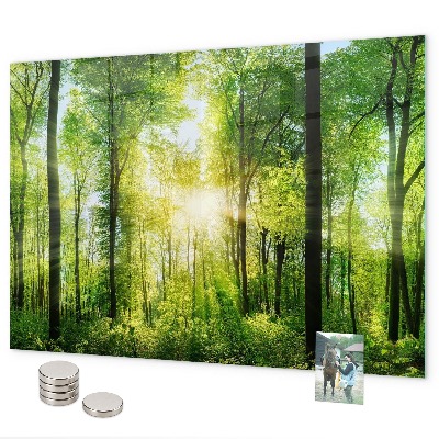 Tableau magnétique mural Les arbres de la forêt de la nature