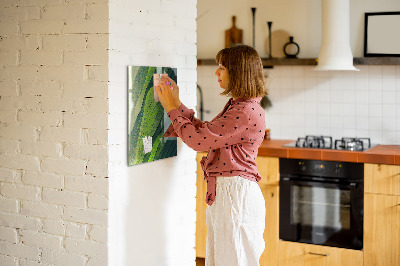 Tableau aimanté Des lueurs vertes de la nature