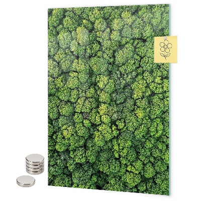 Tableau aimanté arbres nature forêt