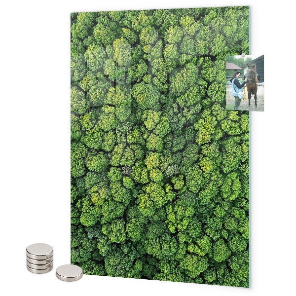 Tableau aimanté arbres nature forêt