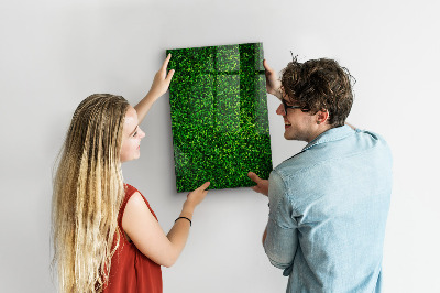 Tableau effaçable magnétique Tableau d'affichage photo vert