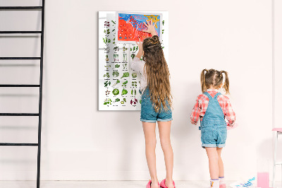 Tableau magnétique effaçable Légumes verts et herbes aromatiques en images